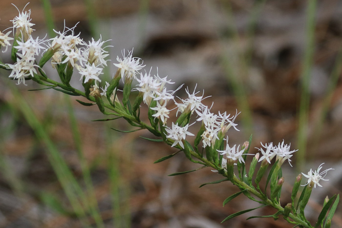 image of Liatris secunda, Sandhill Blazing-star, One-sided Blazing-star, Lax Blazing-star