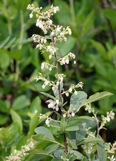 image of Lyonia ligustrina var. foliosiflora, Southern Maleberry, He-huckleberry