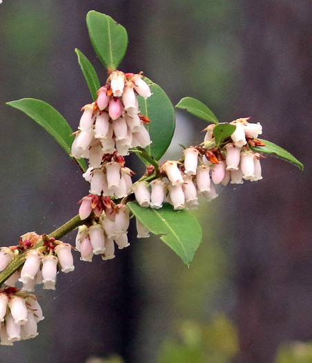 image of Lyonia lucida, Shining Fetterbush, Lyonia, Hemleaf