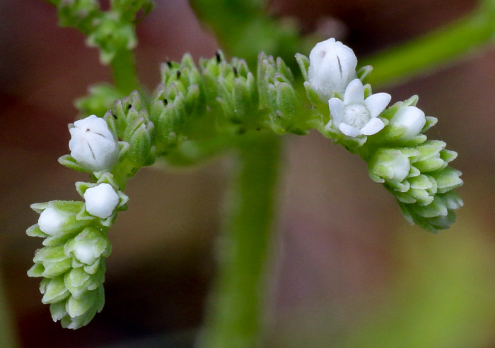 image of Mitreola sessilifolia, Small-leaved Miterwort, Swamp Hornpod