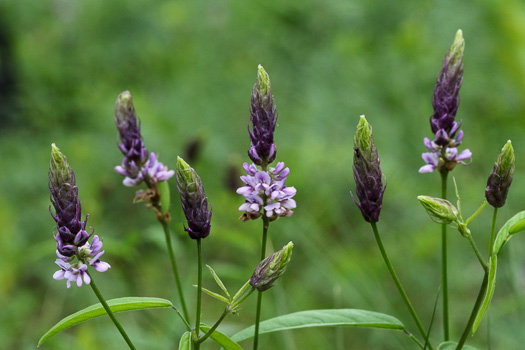 image of Orbexilum psoralioides, Eastern Sampson's-snakeroot