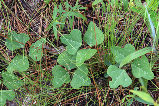 Phaseolus sinuatus, Sandhill Bean, Trailing Wild Bean