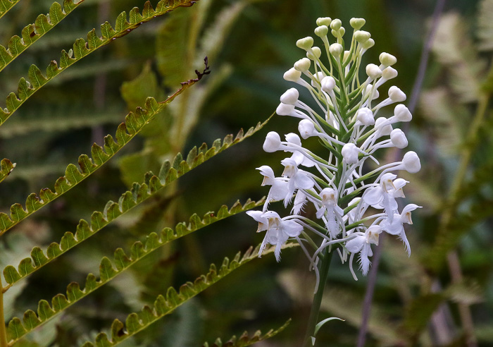 image of Platanthera blephariglottis, Small White Fringed Orchid