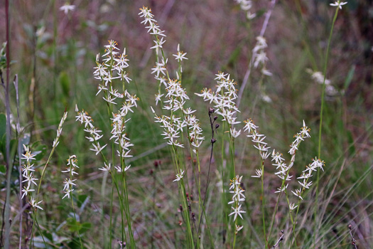 image of Pleea tenuifolia, Rush-featherling, Pleea