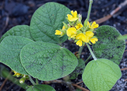 image of Rhynchosia reniformis, Dollarweed, Dollarleaf Snoutbean, Roundleaf Snoutbean