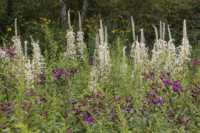 image of Stenanthium gramineum var. robustum, Bog Featherbells