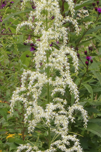 image of Stenanthium gramineum var. robustum, Bog Featherbells