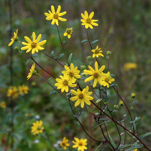 image of Helianthus schweinitzii, Schweinitz's Sunflower