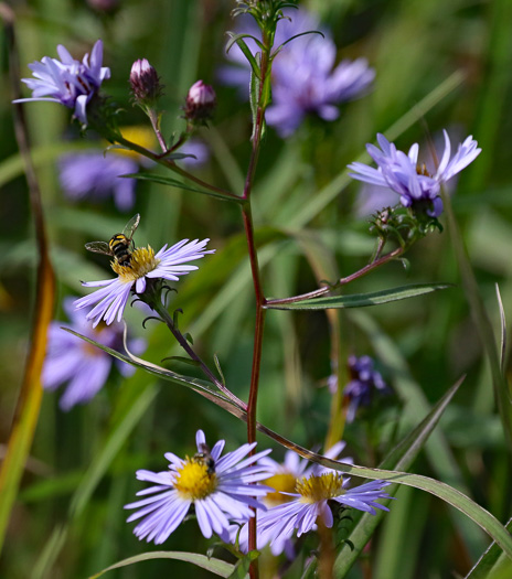 image of Symphyotrichum novi-belgii var. elodes, New York Aster