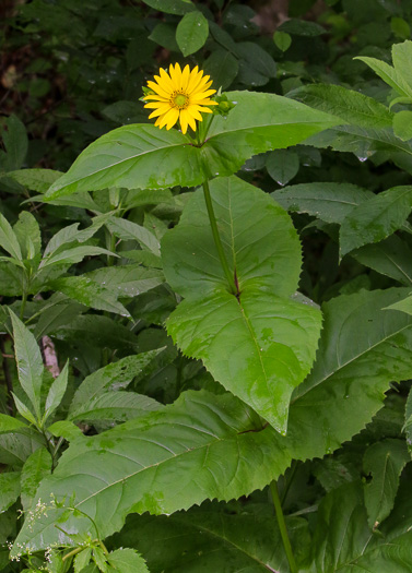 image of Silphium perfoliatum, Common Cup-plant, Indian Cup