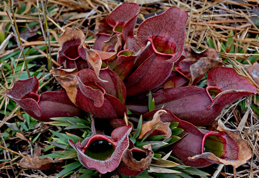 Sarracenia purpurea var. venosa, Southern Purple Pitcherplant, Frog's Breeches, Hunter's Cup