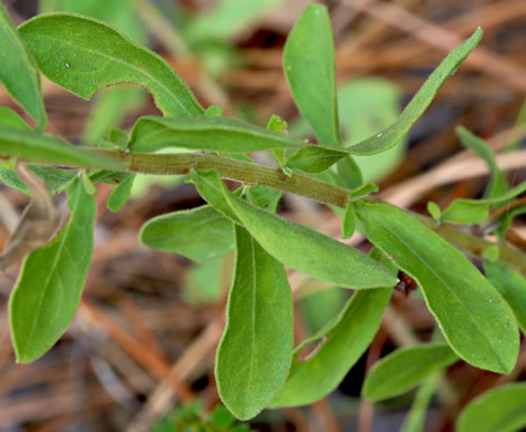 Twisted-leaf Whitetop Aster