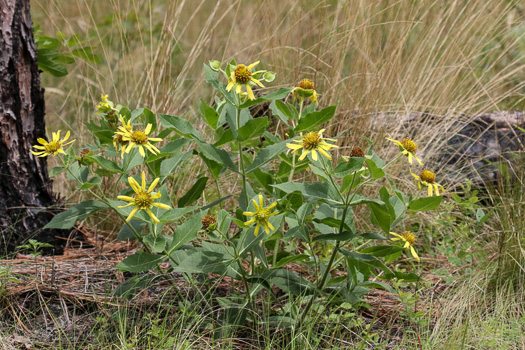 image of Tetragonotheca helianthoides, Pineland Squarehead, Pineland-ginseng