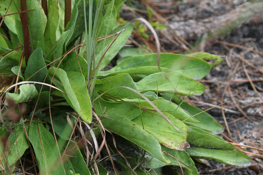 image of Trilisa odoratissima, Vanilla-leaf, Deer's-tongue, Pineland Purple