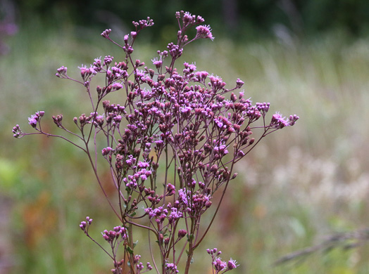 image of Trilisa odoratissima, Vanilla-leaf, Deer's-tongue, Pineland Purple