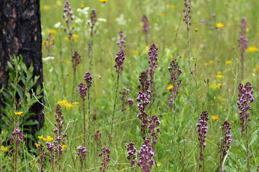 image of Trilisa paniculata, Deer's-tongue, Hairy Chaffhead, Panicled Chaffhead, Trilisa