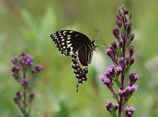 image of Trilisa paniculata, Deer's-tongue, Hairy Chaffhead, Panicled Chaffhead, Trilisa