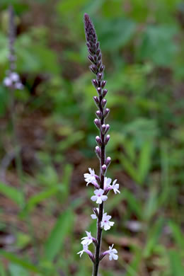 image of Verbena carnea, Carolina Vervain, Carolina False Vervain