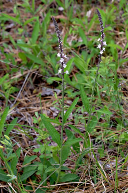 image of Verbena carnea, Carolina Vervain, Carolina False Vervain