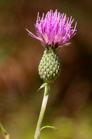 image of Cirsium virginianum, Virginia Thistle