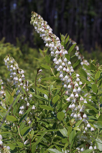 image of Zenobia pulverulenta, Zenobia, Honeycups