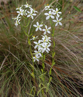 image of Sabatia brachiata, Narrowleaf Rose-pink, Narrowleaf Rose-gentian, Narrowleaf Sabatia