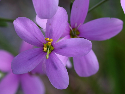 image of Sabatia brachiata, Narrowleaf Rose-pink, Narrowleaf Rose-gentian, Narrowleaf Sabatia