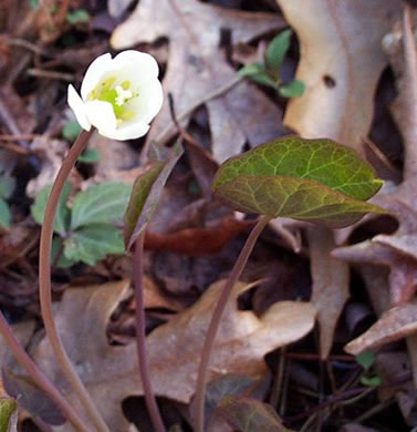 image of Jeffersonia diphylla, Twinleaf