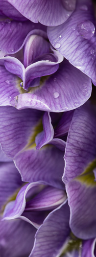 Wisteria frutescens. Photo by Keith Bradley.