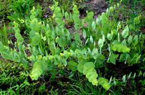 Baptisia perfoliata