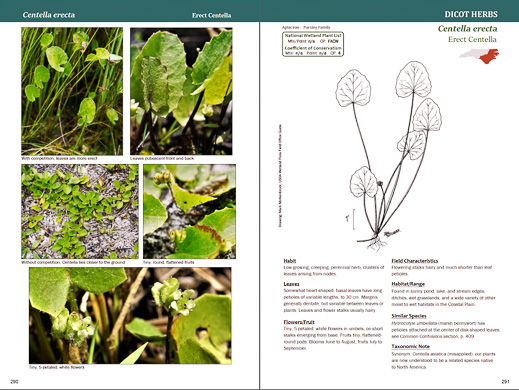 page from Field Guide to Common Wetland Plants of North Carolina by Karen Kendig, Kristie Gianopulos, and Milo Pyne