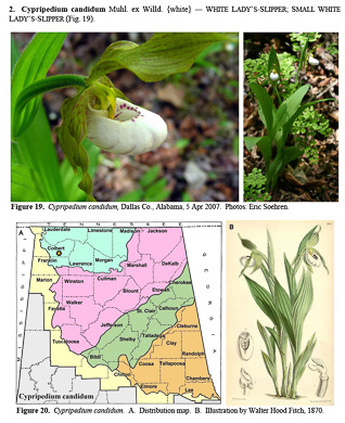 page from Flora of northern Alabama, Daniel D. Spaulding et al., 2023