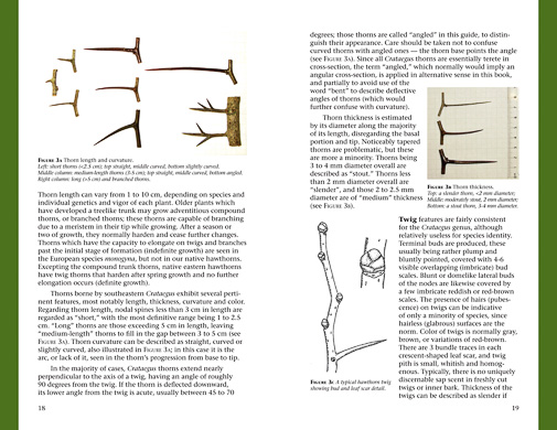 page from Haws - A Guide to Hawthorns of the Southeastern United States by Ron Lance