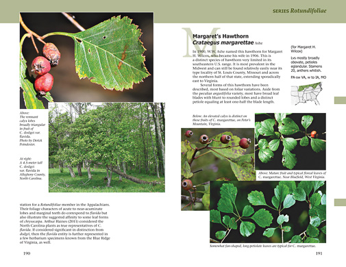 page from Haws - A Guide to Hawthorns of the Southeastern United States by Ron Lance