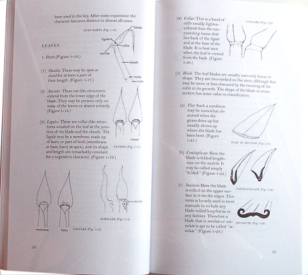 page from How to Identify Grasses and Grasslike Plants by H.D. Harrington