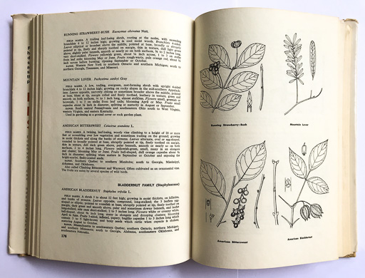 page from How to Recognize Shrubs