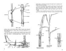 page from 100 Native Forage Grasses in 11 Southern States