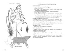 page from 100 Native Forage Grasses in 11 Southern States