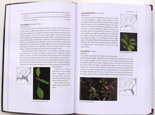 page from Native Trees of the Southeast: An Identification Guide by L. Katherine Kirkman, Claud L. Brown, Donald J. Leopold