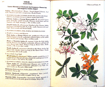 page from Newcomb's Wildflower Guide by Lawrence Newcomb