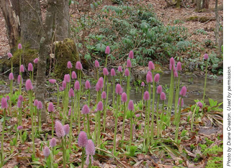 Swamp Pink, Helonias bullata. Photo by Diane Creaton.