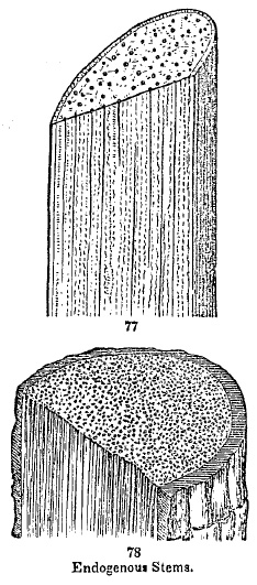 Endogenous Stems