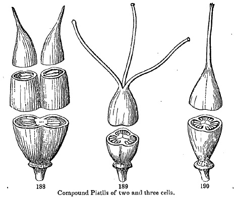 compound pistils