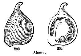 Akene