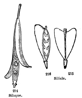 Silique and Silicle