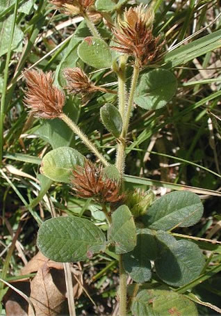 Lespedeza hirta