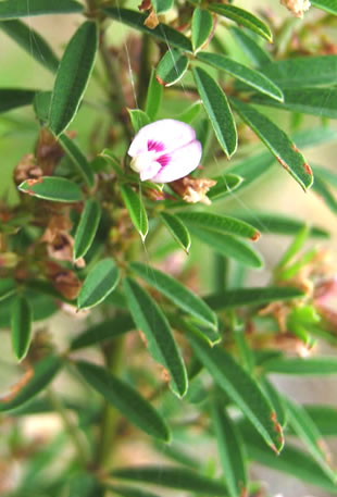 Lespedeza virginica