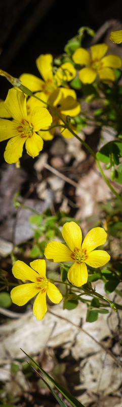 Oxalis colorea