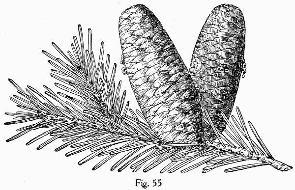 Fig. 55