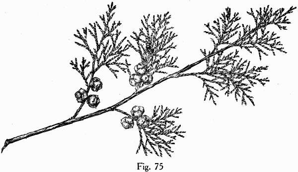 Fig. 75